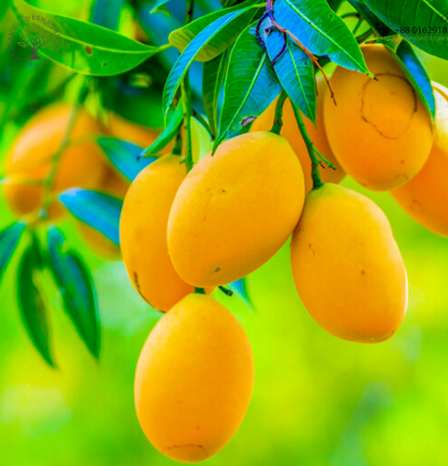 ল্যাংড়া আম | Langra Mango