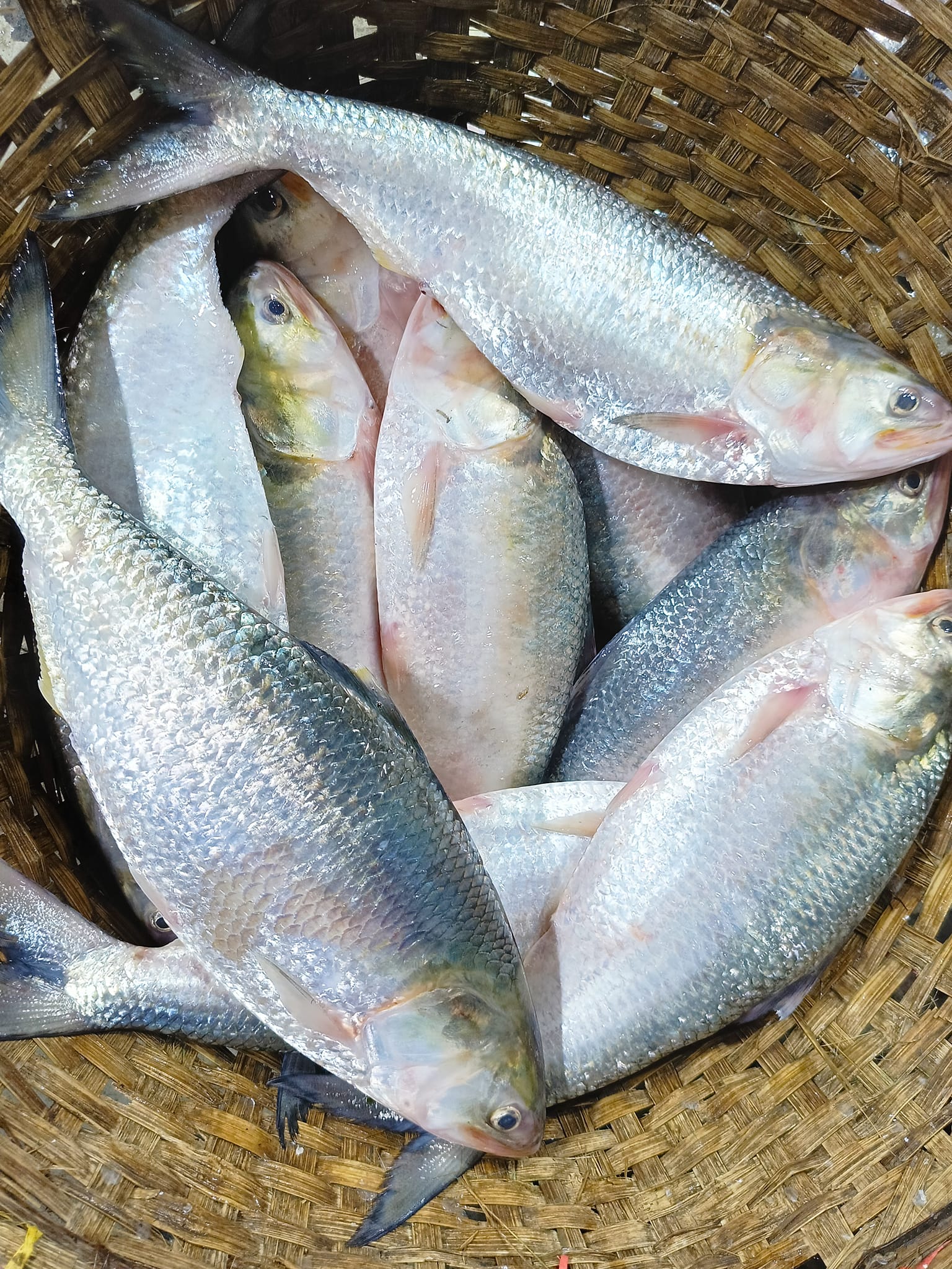 ইলিশ মাছ-Hilsa (Ilish) Fish
